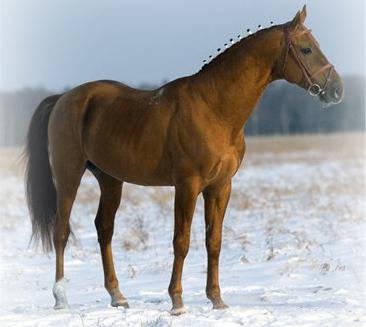 ドン・コサックスの馬