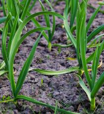 冬のためにニンニクを植える方法は正しいです。経験豊富なトラック農家のためのアドバイス