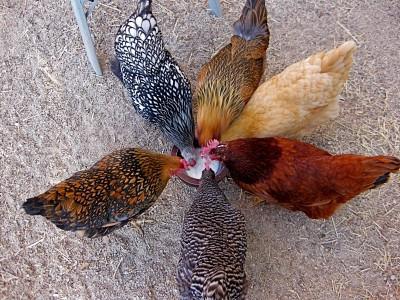 肉の鶏の鶏の品種