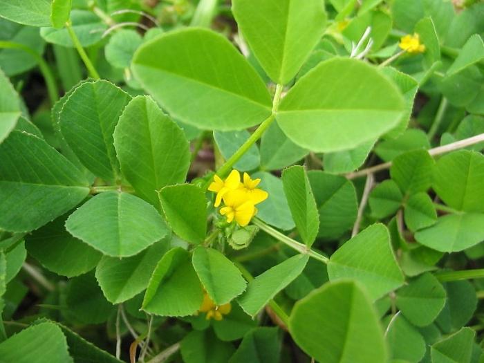 マメ科の草本植物：最も一般的な種