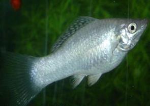 飼育水族館の魚：繁殖とケア
