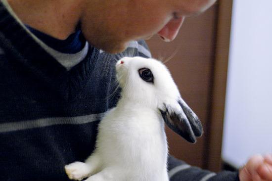 家でウサギに何を食べさせますか？個人食