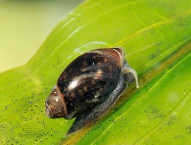 水族館のカタツムリを繁殖させる方法