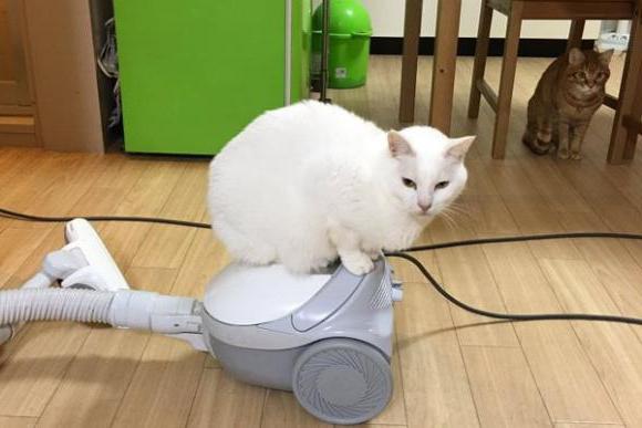 なぜ猫は掃除機の原因と方法を恐れている