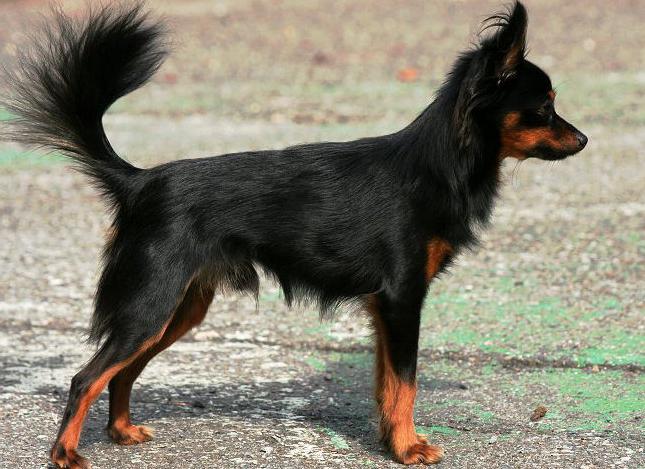プラハオオカミ - 世界で最も小型の犬の品種の一つ