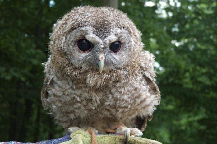 フクロウの巣立ち（写真）。家でスウェーデンを食べる方法