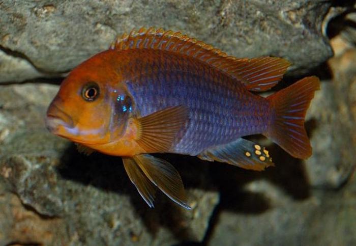 家の水族館で最も人気のあるタイプのシクリッド