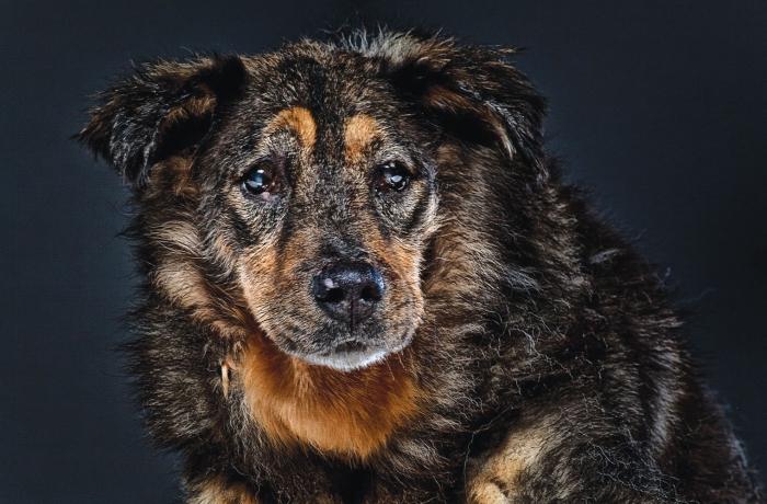 何年も犬の雑種を生きている