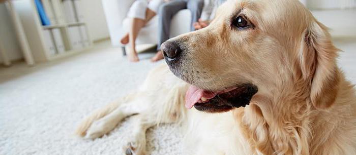 犬のスヌット：症状、治療の特徴と専門家の推奨