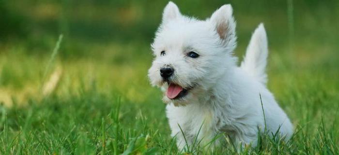 犬のどの品種が皇帝の広告で撃たれますか