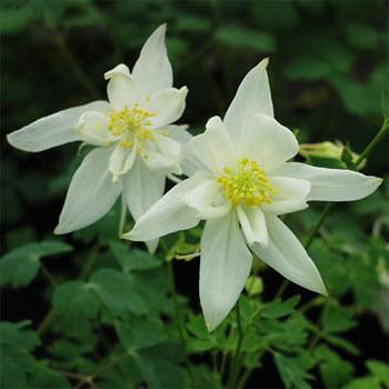 Aquilegia  - あなたの庭に植物を植え、世話する