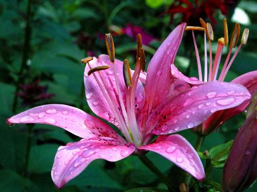 ピンクの花の花