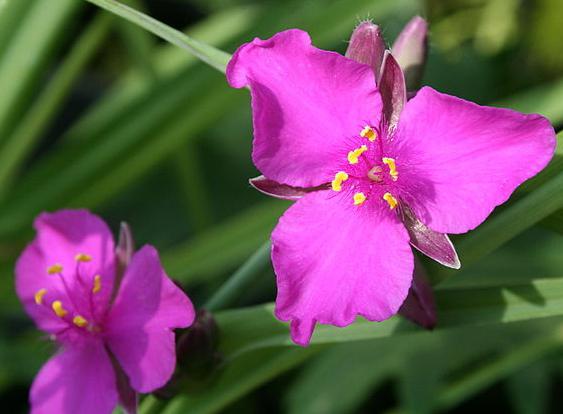 庭のライラックの花が感情的なストレスを和らげます