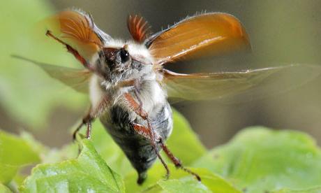 5月のカブトムシをどう扱うか？