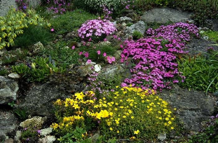 アルパインスライドの花を植える方が良い