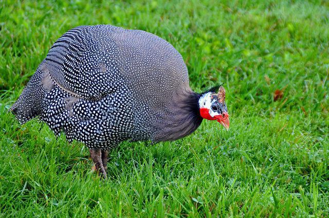 どの鳥がコロラドを食べるか