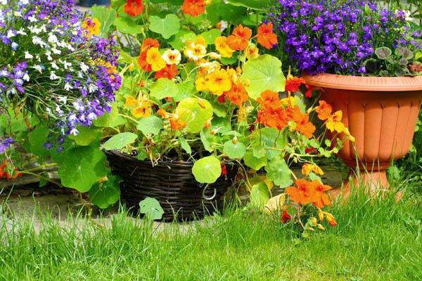 春のナスティムの植え付けと屋外ケア