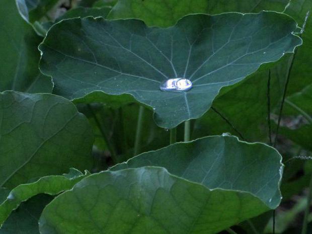 トレリス上のオープンフィールドでの苗の植え付けとケア