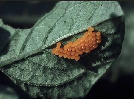 コロラド・ビートルからの薬物 - 昆虫との戦いに効果的な助手