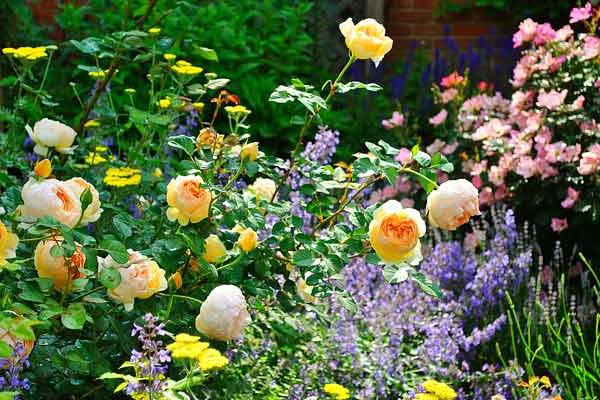 自分の手で薔薇を作る方法