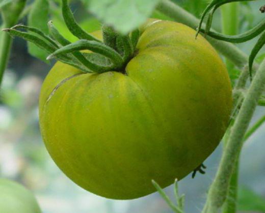 トマトマラカイト棺 - グリーントマト