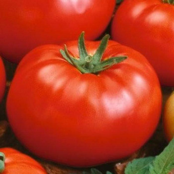 トマト厚いジャック：品種説明