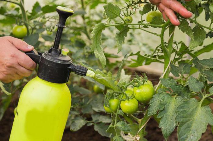 トマトの植物病原菌からのトリコポアムотзывы