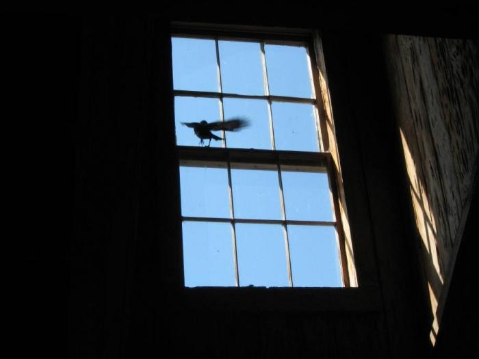 鳥が窓を打つ