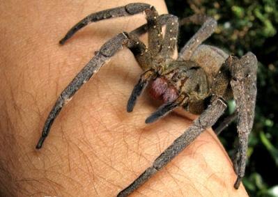 ブラジルのさまようスパイダー - ギネスブックの代表