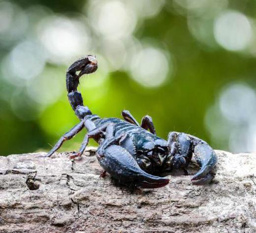 自然とテラリウムでサソリは何を食べますか？