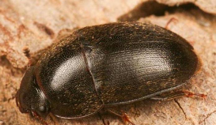 カブトムシを食べるもの