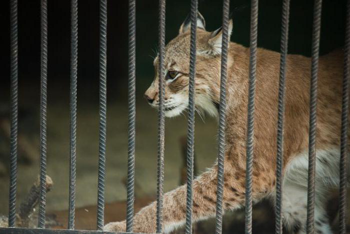 イヴァノヴォ動物園：歴史、説明、写真