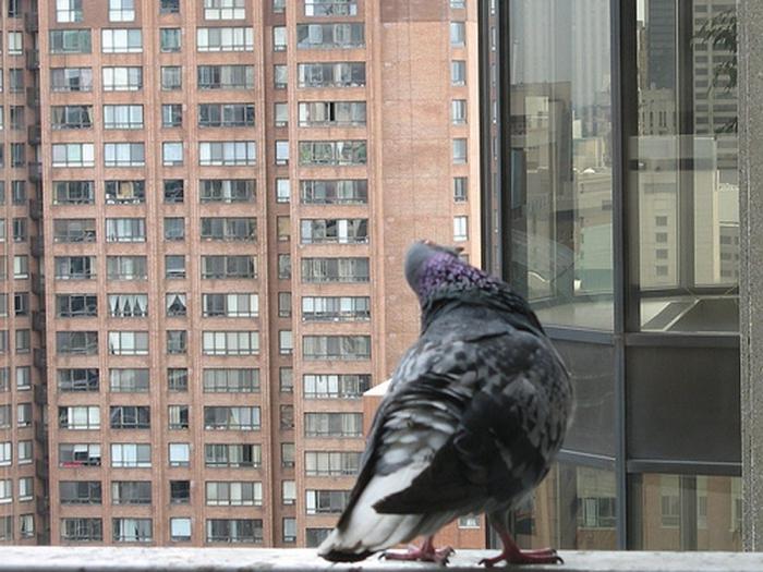 バルコニーで鳩を取り除く方法