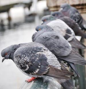 バルコニーで鳩を取り除く方法