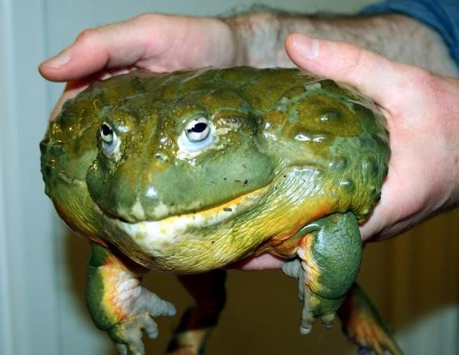 巨大な雄牛のカエル