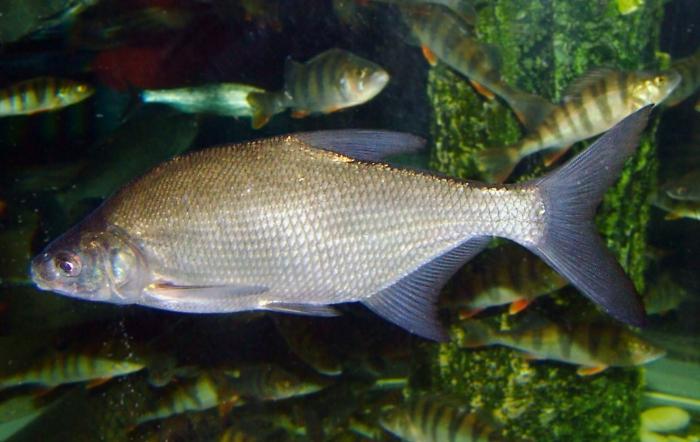 鯉の川の魚