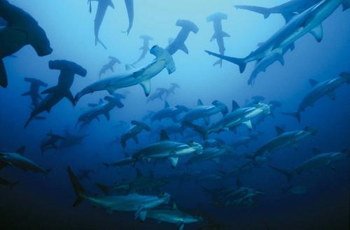 異常な海の生き物 - ハンマーヘッド