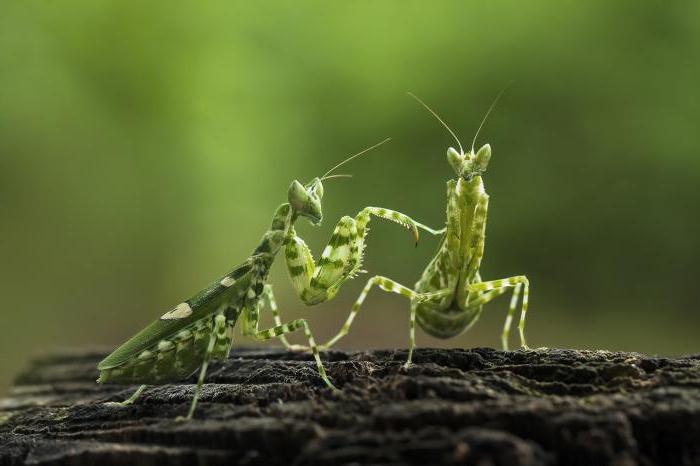 カマキリのペアリング