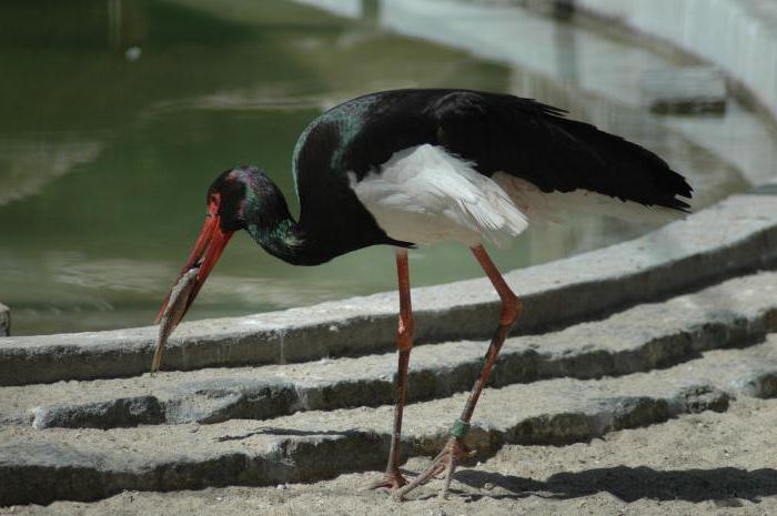 カザフスタンの鳥：名前と説明