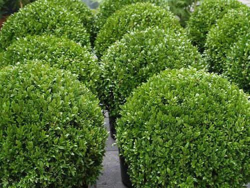 Boxwood Colchis：説明。箱入りの常緑樹