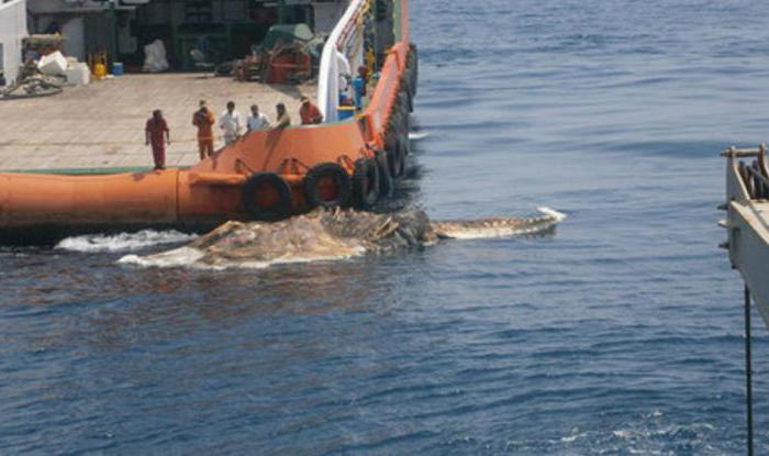 ペルシャ湾に浮かぶ恐竜の死体