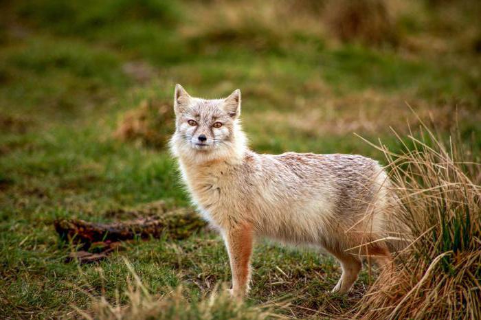 アストラハン地域の動物：リスト、説明、興味深い事実