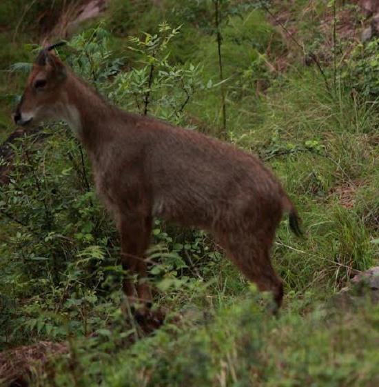 広葉樹林の動物 - 大きな種の多様性