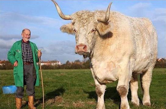 そして、あなたは牛の重さを知ることに興味がありますか？牛と牛の最大重量