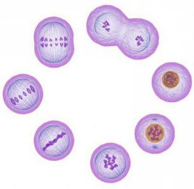 有糸分裂の結果、新しい細胞が形成される：プロセスの特徴および重要性