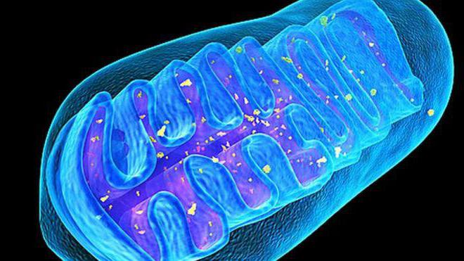 分子生物学の代謝におけるミトコンドリアの役割を研究する科学