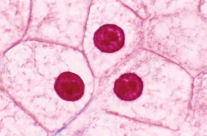 動物細胞と植物の主な違い：表+詳細な説明