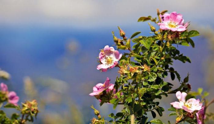 注文Rosaceae：花、数式