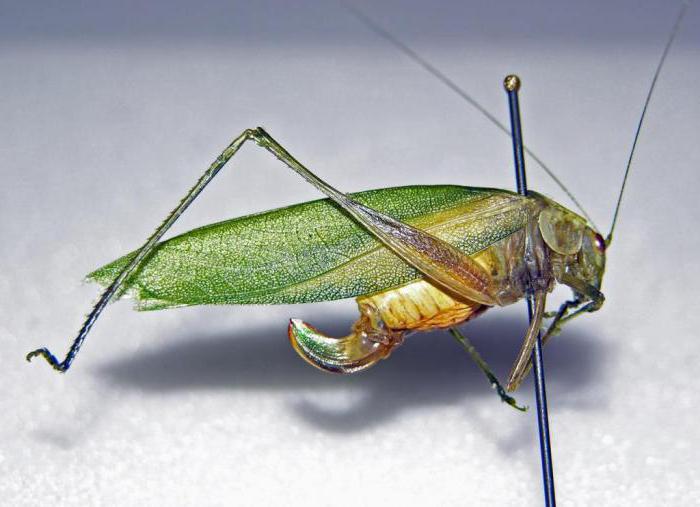 甲虫目（Orthoptera）の昆虫