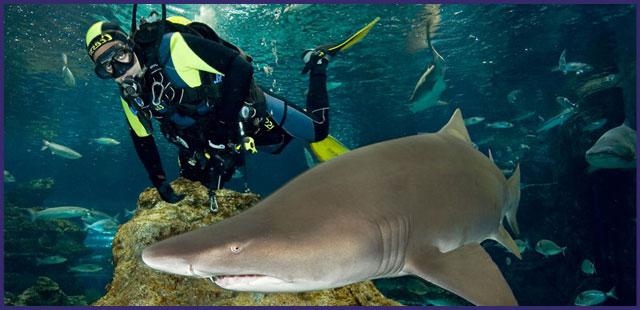 バルセロナ、水族館 - 水中世界への旅